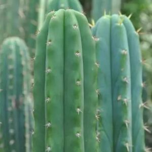 San Pedro Micro Dose